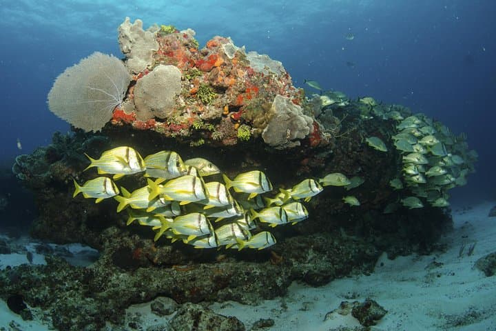 Aruba 2-Tank Dives Certified Divers Experience photo highlight 1