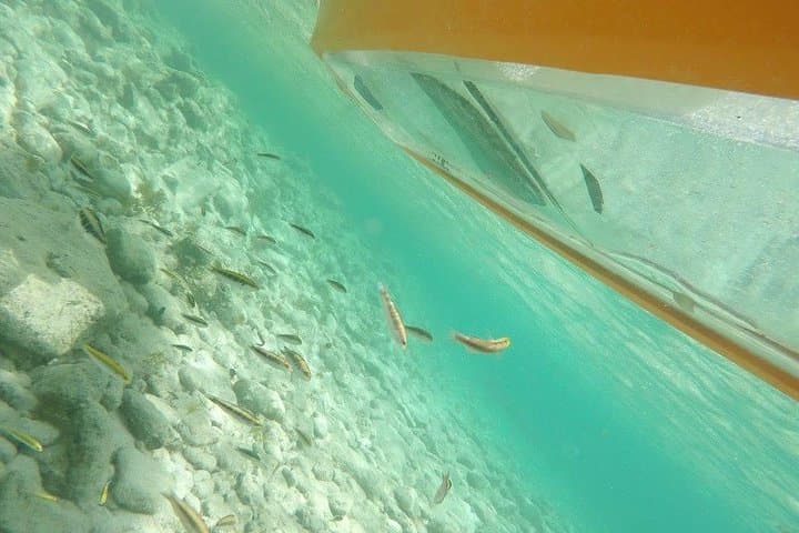 Mangrove Forest Tour - Glass Bottom Kayak photo highlight 1