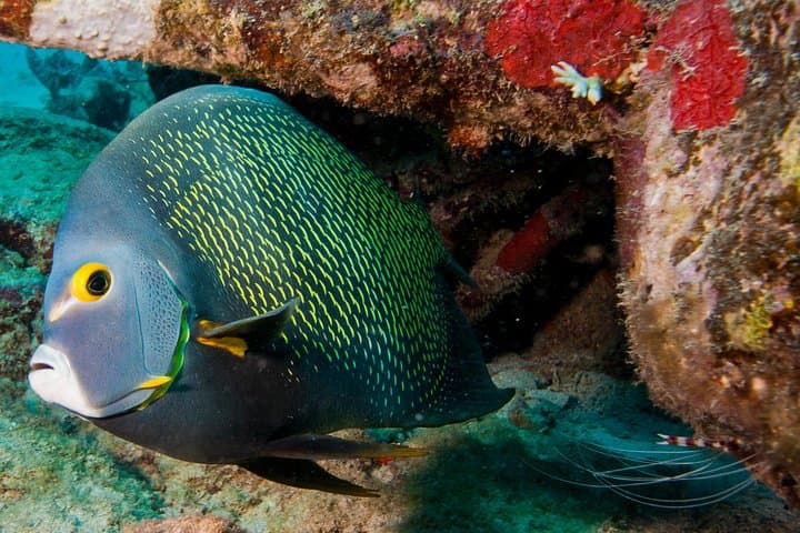 Introductory Diving in Aruba photo highlight 7