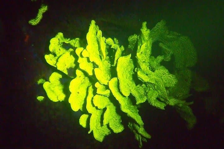 Aruba 1-Tank guided UV Night Dive for certified divers with own equipment photo highlight 1