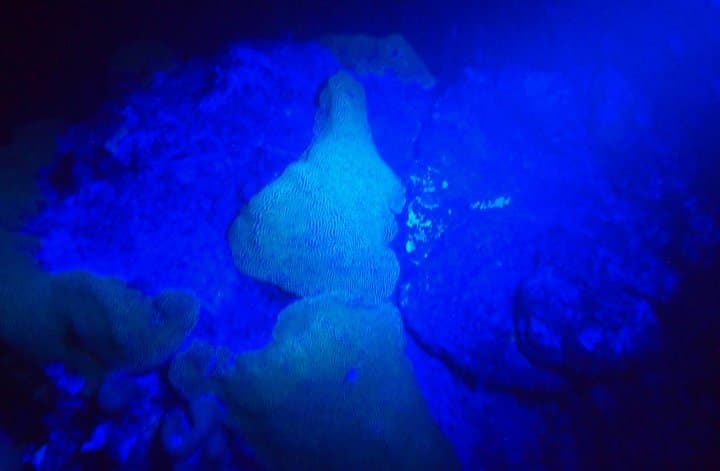 Aruba 1-Tank guided UV Night Dive for certified divers with rental equipment photo highlight 1