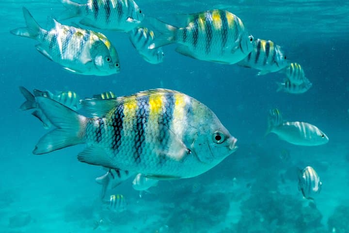 Aruba Lunch & Snorkel Sail photo highlight 13