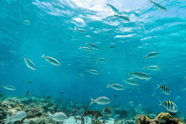 Aruba Lunch & Snorkel Sail photo highlight 22