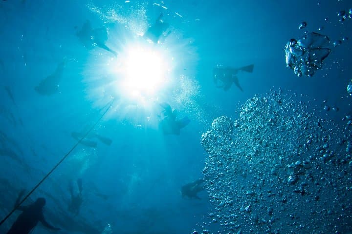 Red Sail Aruba Night Diving Aruba photo highlight 4