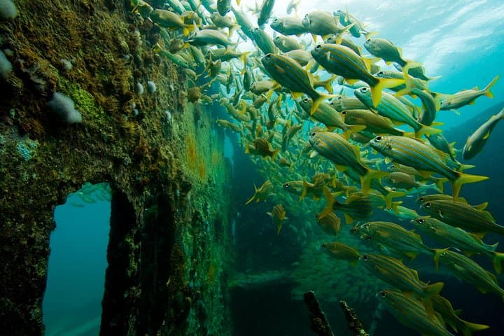 Red Sail Aruba Night Diving Aruba photo highlight 5