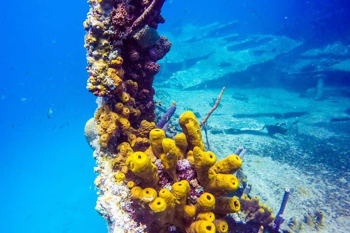 Red Sail Aruba Night Diving Aruba photo highlight 6