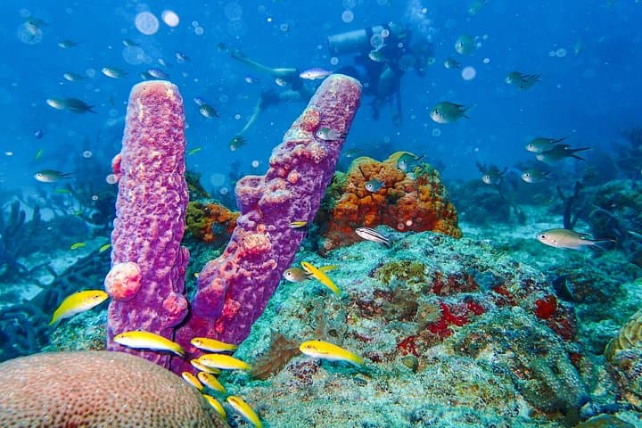 Red Sail Aruba Night Diving Aruba photo highlight 3