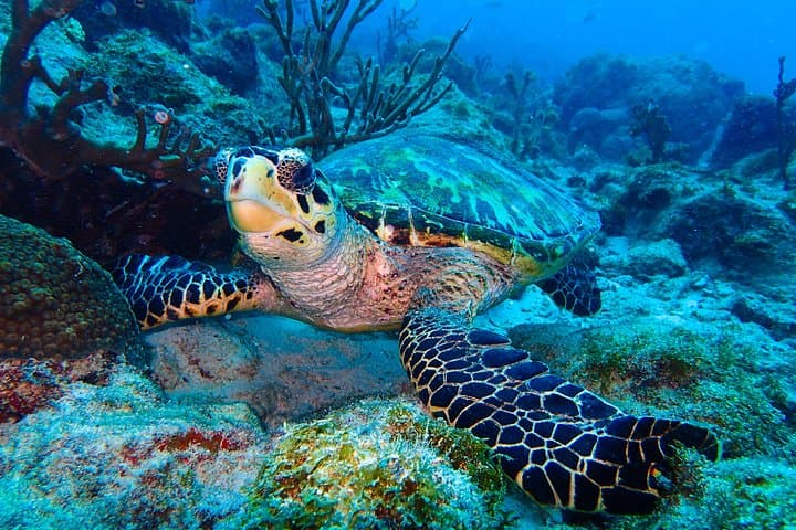 Red Sail Aruba Night Diving Aruba photo highlight 2
