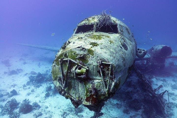 Aruba 1-Tank guided Dive for certified divers with rental equipment photo highlight 4