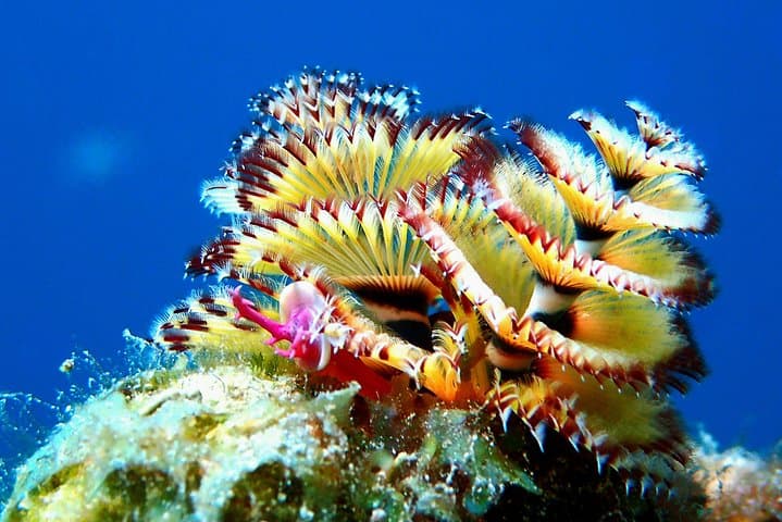 Aruba 2-Tank guided Dive for certified divers with own equipment photo highlight 4