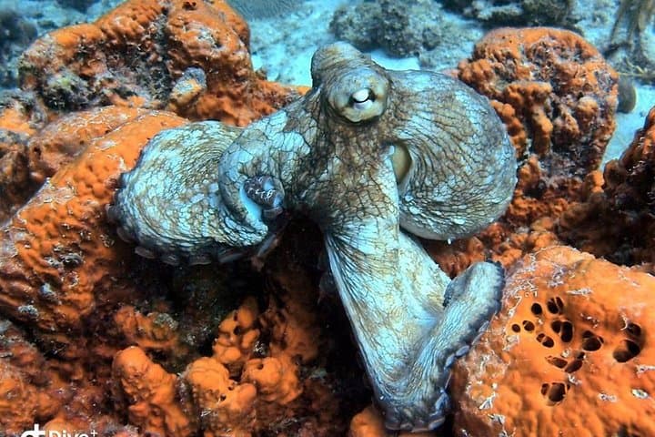 Aruba 2-Tank guided Dive for certified divers with own equipment photo highlight 6