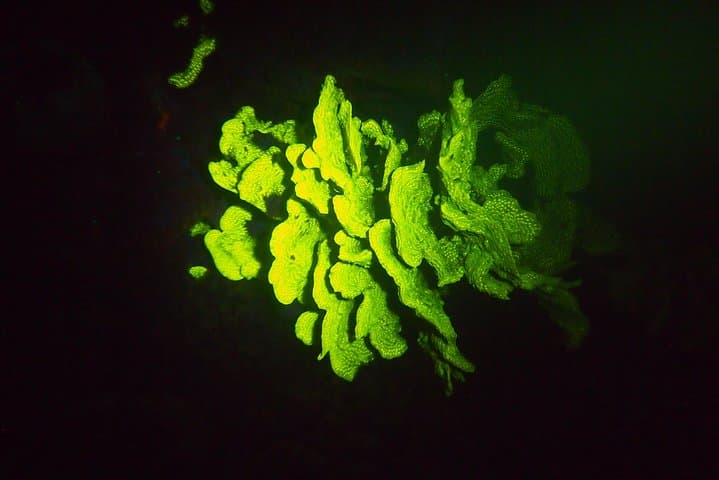 Aruba 1-Tank guided UV Night Dive for certified divers with rental equipment photo highlight 6