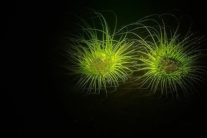 Aruba 1-Tank guided UV Night Dive for certified divers with rental equipment photo highlight 3