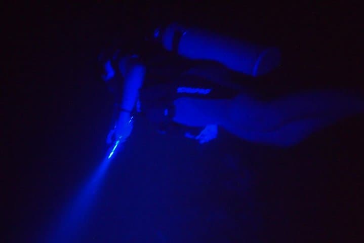 Aruba 1-Tank guided UV Night Dive for certified divers with own equipment photo highlight 7