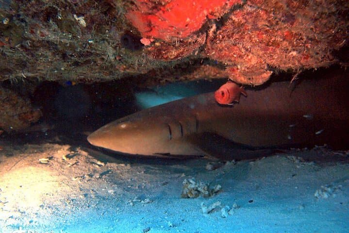 1-Tank guided Night Dive for certified divers with own equipment photo highlight 3