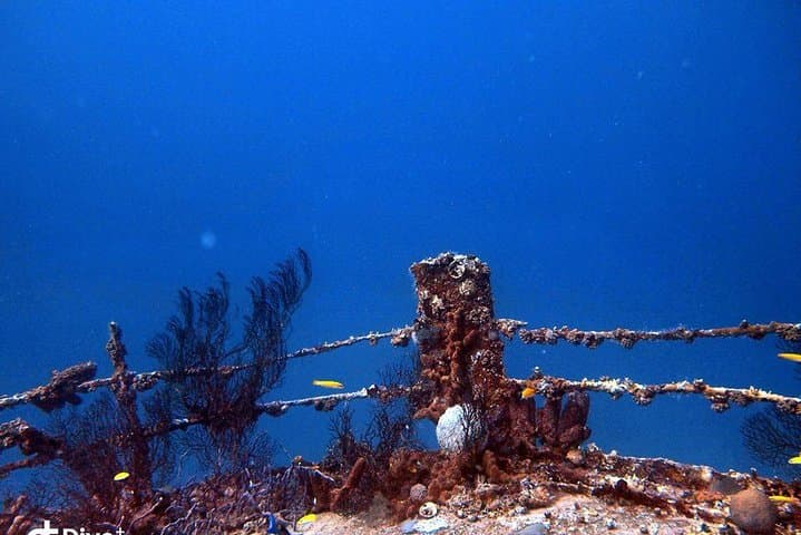 1-Tank guided Night Dive for certified divers with own equipment photo highlight 6