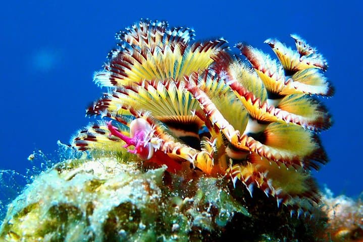 Aruba 1-Tank guided UV Night Dive for certified divers with own equipment photo highlight 3