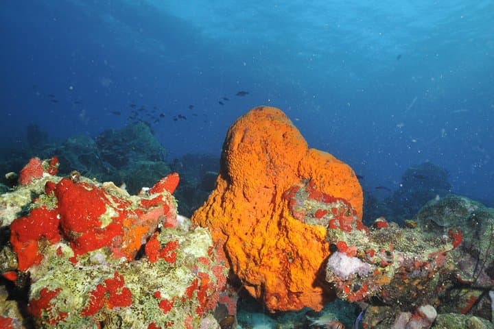 Aruba 2-Tank guided Dive for certified divers with rental equipment photo highlight 6