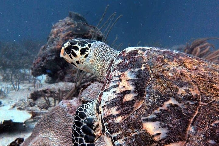 Aruba 1-Tank guided Dive for certified divers with rental equipment photo highlight 3
