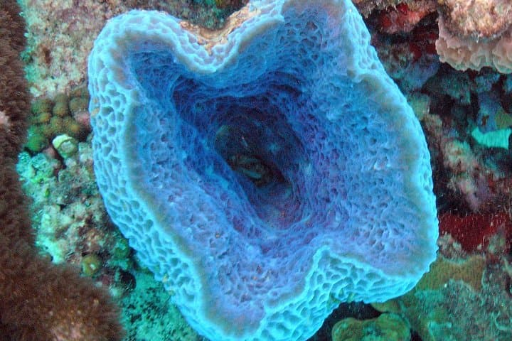 Aruba Try Scuba Diving, for non-certified divers photo highlight 5