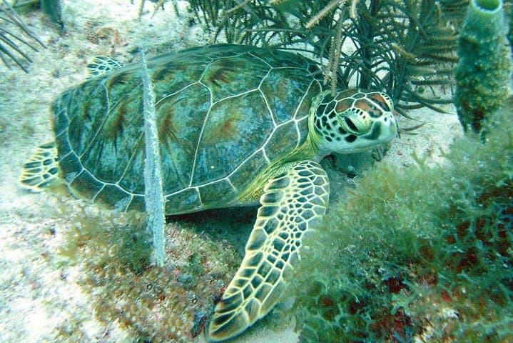 Aruba Try Scuba Diving, for non-certified divers photo highlight 6