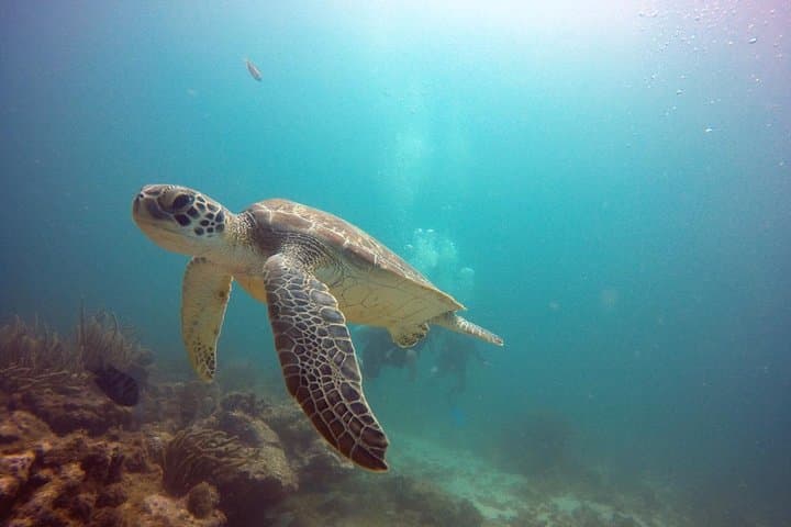 Aruba Certified Scuba Diving photo highlight 3