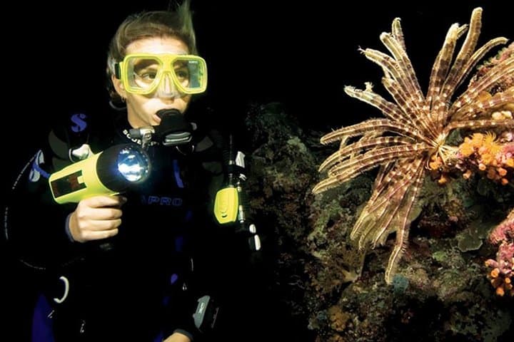 Night Shore Diving Mangel Halto Aruba for Certified Divers photo highlight 4