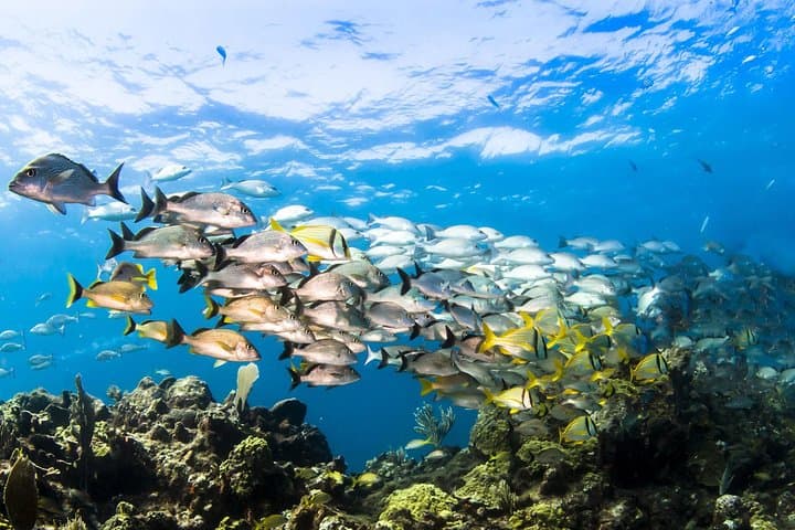 Discover Snorkeling Mangel Halto Aruba gallery photo 4