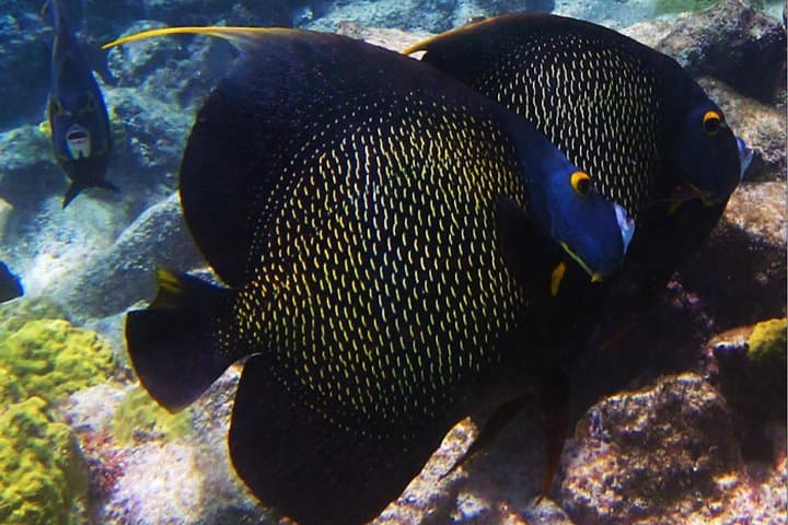 Discover Snorkeling Mangel Halto Aruba gallery photo 5