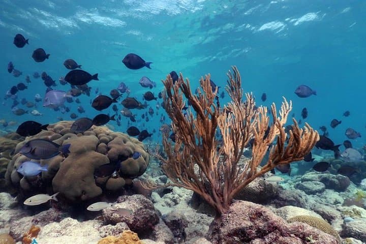 Discover Snorkeling Tour Mangel Halto & Baby Beach photo highlight 9