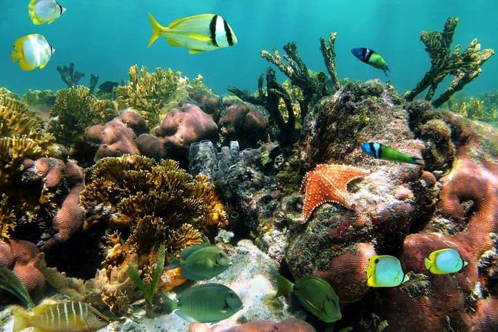 Discover Snorkeling Tour Mangel Halto & Baby Beach photo highlight 10