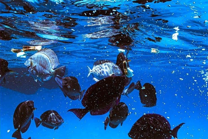 Aruba VIP Morning Delight Champagne Sailing and Snorkeling Cruise with Lunch photo highlight 4