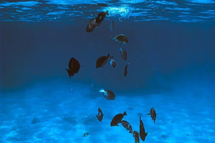 Aruba VIP Morning Delight Champagne Sailing and Snorkeling Cruise with Lunch photo highlight 10