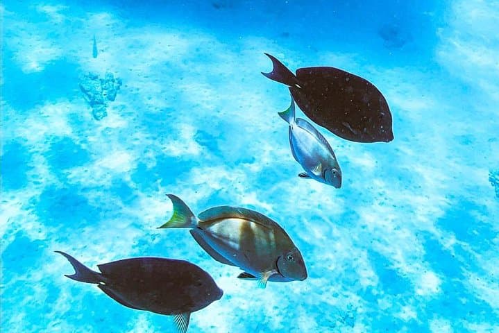 Adults Only Catalina Bay Small-Group Afternoon Snorkel Sunet Sail with Snacks photo highlight 4