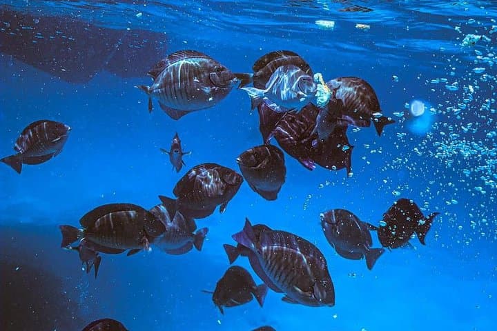 Adults Only Catalina Bay Small-Group Afternoon Snorkel Sunet Sail with Snacks photo highlight 7