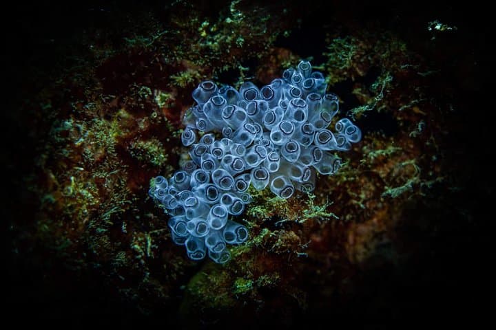 Night Shore Diving Mangel Halto Aruba for Certified Divers photo highlight 6