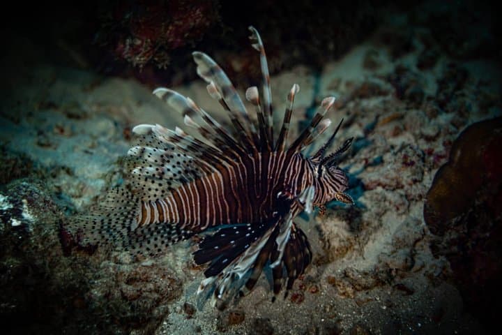 Night Shore Diving Mangel Halto Aruba for Certified Divers photo highlight 7