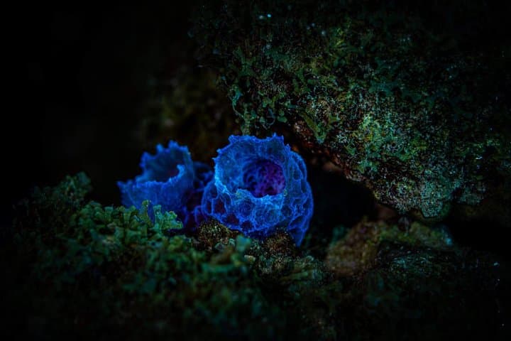 Night Shore Diving Mangel Halto Aruba for Certified Divers photo highlight 8