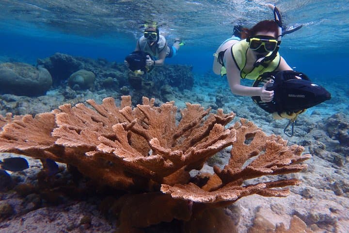 Snorkeling with Solar Power Sea Scooters - Group Tour in Aruba