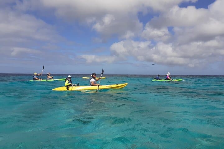 Mangrove Forest Tour - Glass Bottom Kayak photo highlight 2