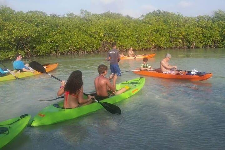 Mangrove Forest Tour - Glass Bottom Kayak photo highlight 4