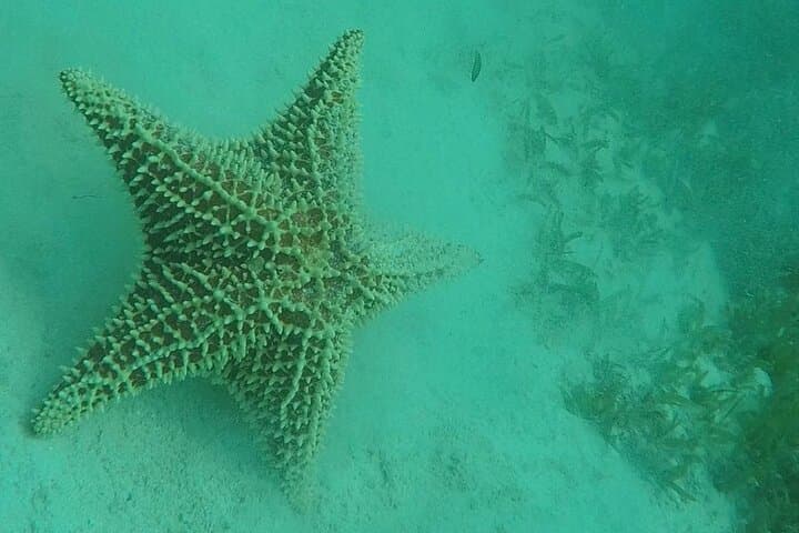 North Coast Seabob Reef Tour photo highlight 4