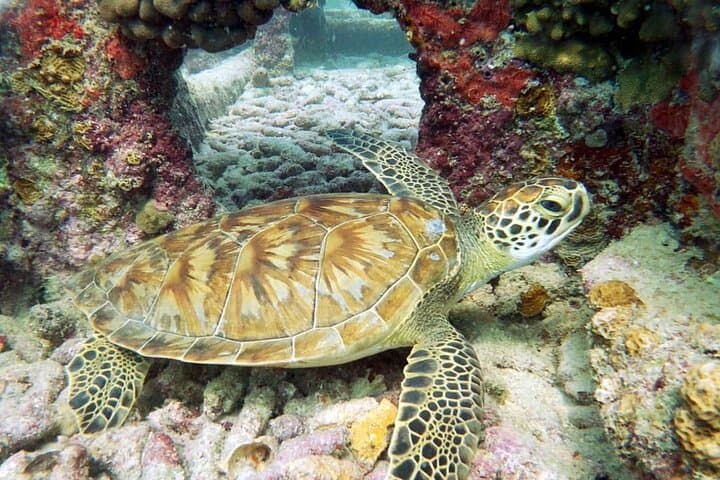 Aruba 2-Tank Dives Certified Divers Experience photo highlight 6