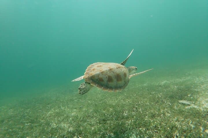 North Coast Seabob Reef Tour photo highlight 9