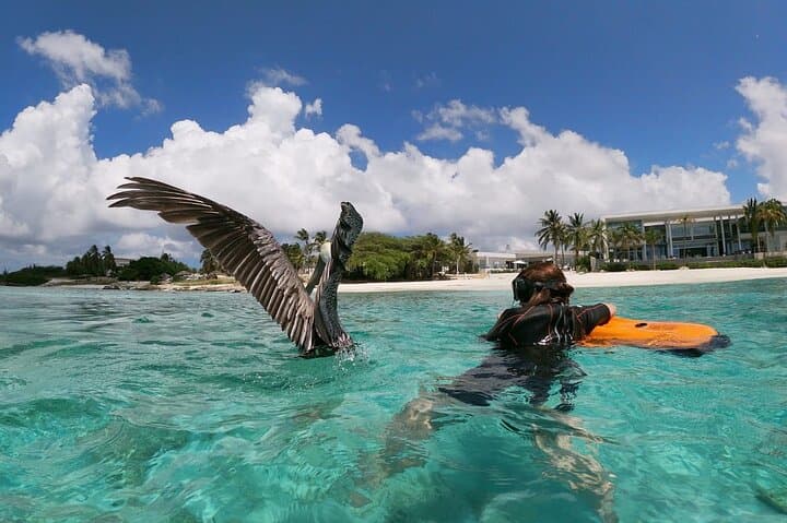 North Coast Seabob Reef Tour photo highlight 7