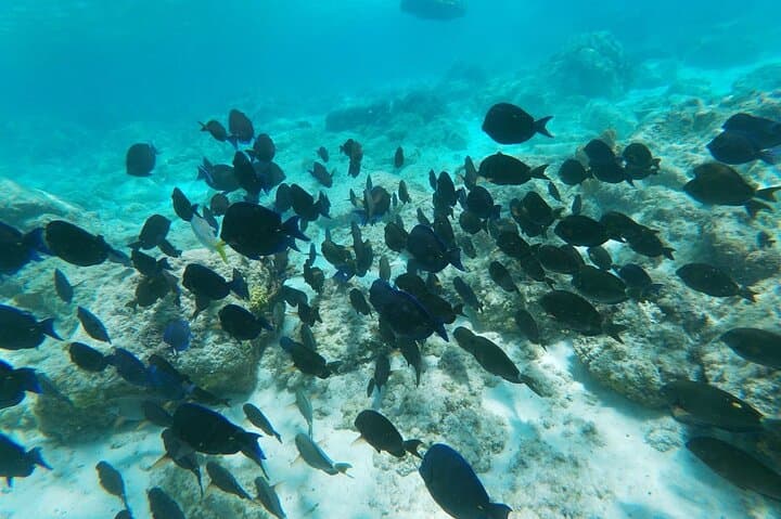 North Coast Seabob Reef Tour photo highlight 5