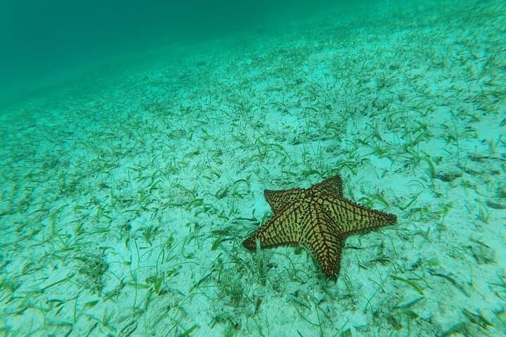 North Coast Seabob Reef Tour photo highlight 6