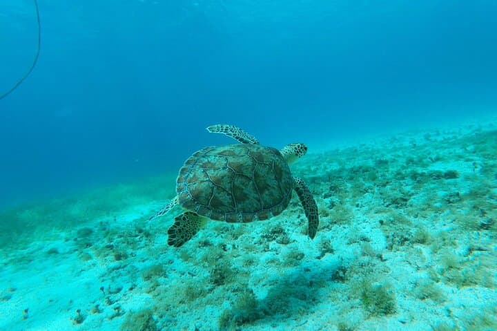 North Coast Seabob Reef Tour photo highlight 8