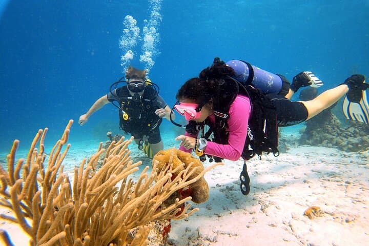 Aruba Discover Scuba Diving photo highlight 2