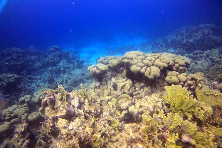Aruba Discover Scuba Diving photo highlight 5